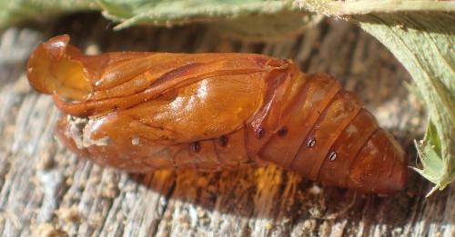 Réf. 200 153 : Helicoverpa armigera